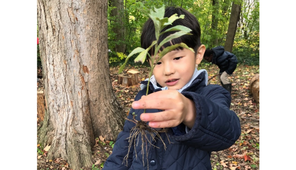 A Glenview New Church School pre k and kindergarten aged student holding an uprooted plant discovering plant life.