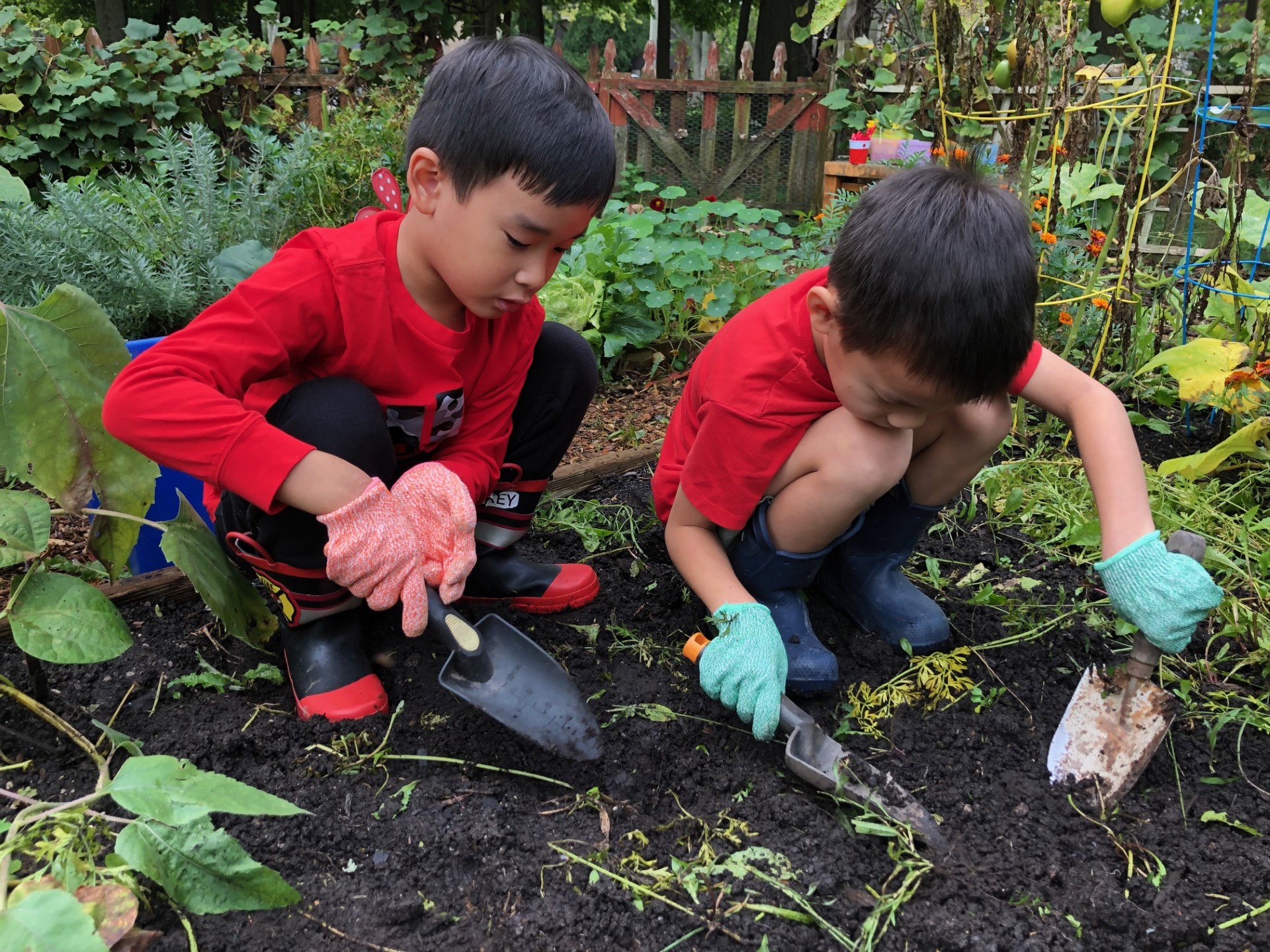 K-1 Harvest Time 9_23