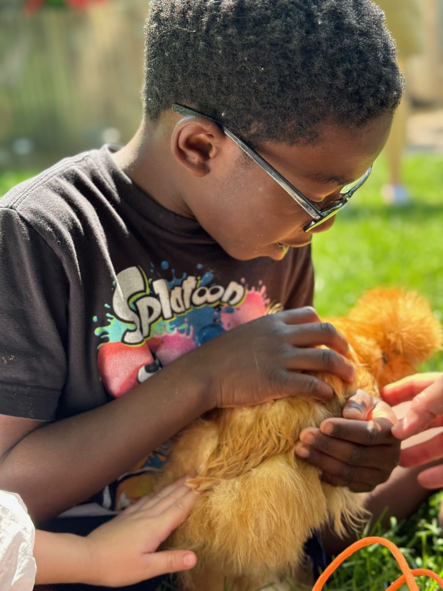 A Glenview New Church School pre k and kindergarten aged student holding a baby chicken, petting it with amazement.